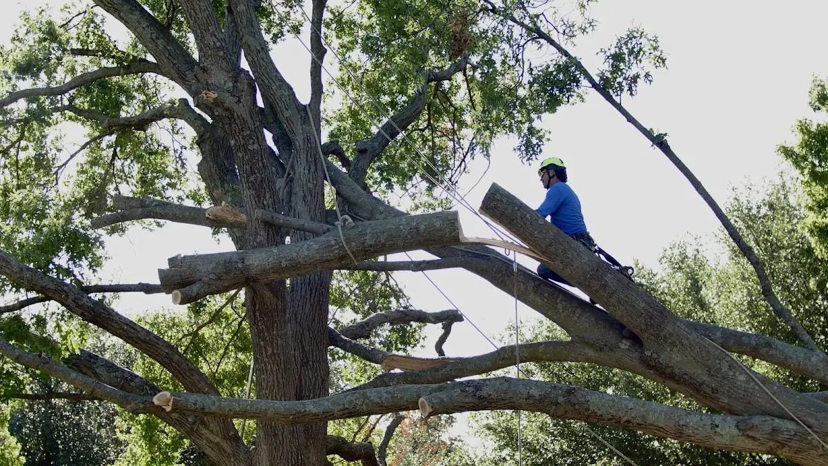 Professional Crown Thinning performed by certified arborists in Wheaton